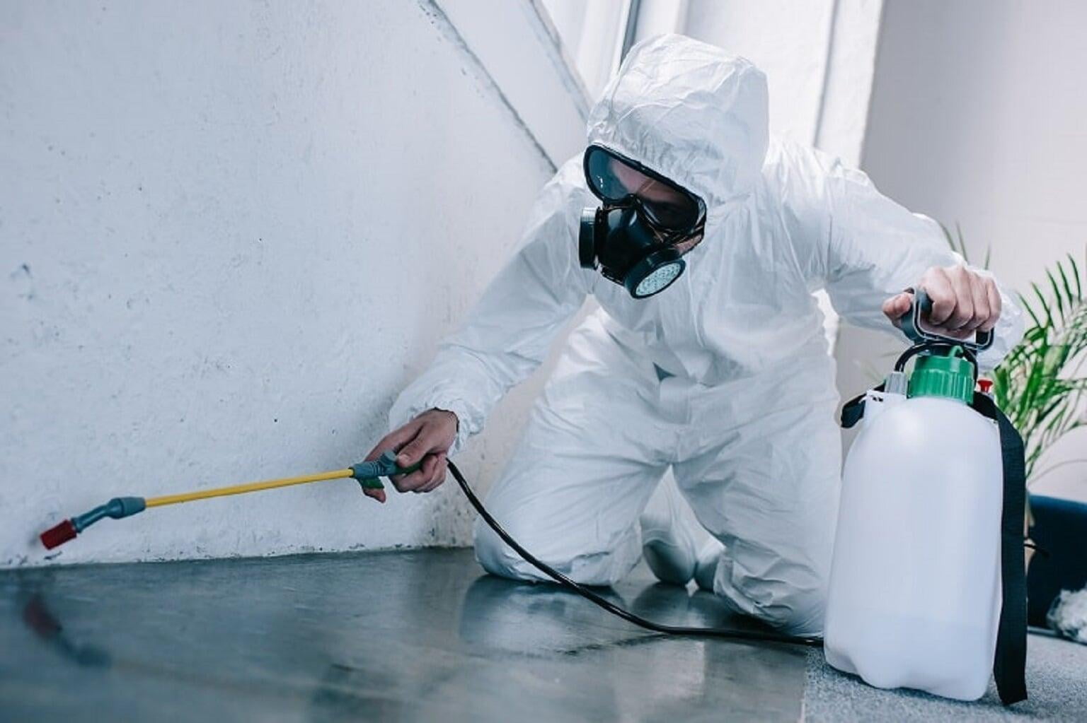 Things To Do Before And After Pest Control Treatment